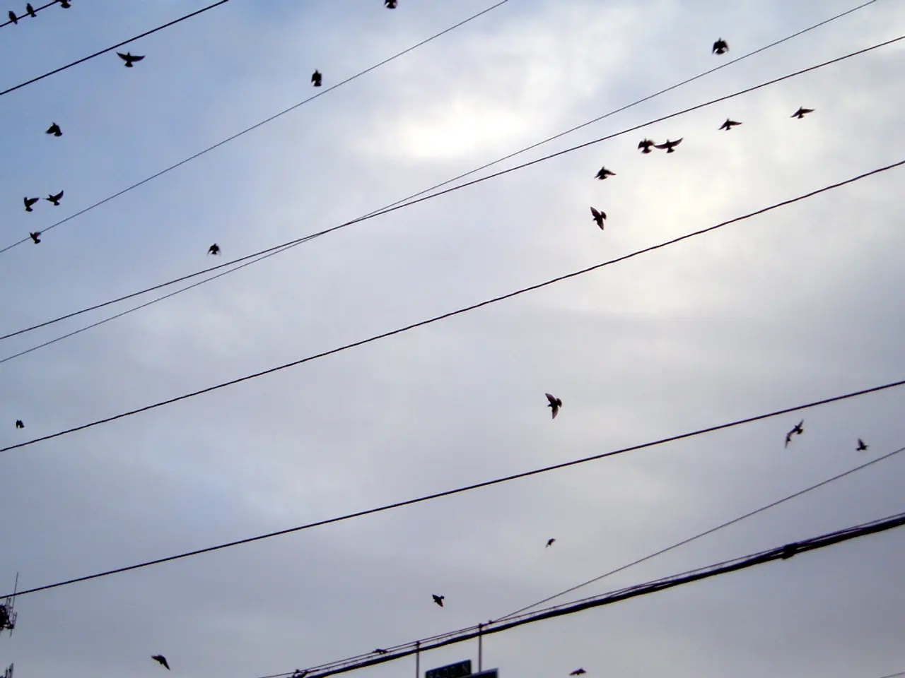 In the foreground of this image, there are cables, many birds in the air, the sky and the cloud.