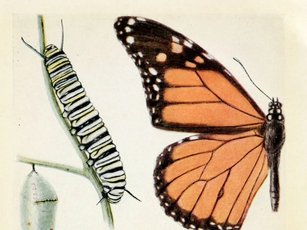 This is a paper, in this image there are butterflies and some worms and there is text.