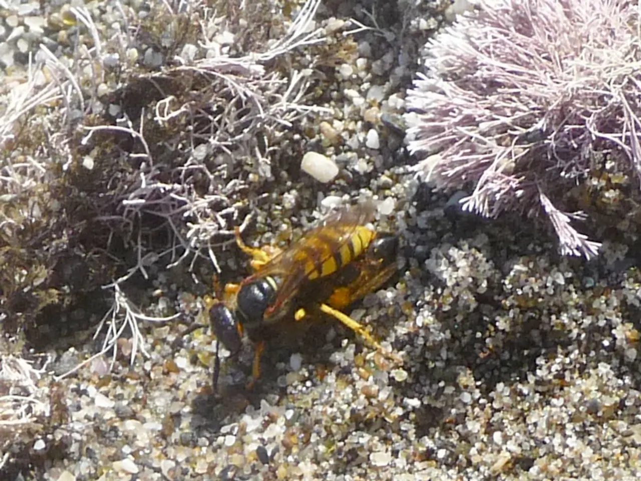 Here in this picture we can see a hornet present on the ground and beside that we can see some...