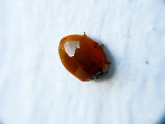 Critical vulnerability found in Cisco's Unified Communications Manager - prompting urgent patch...