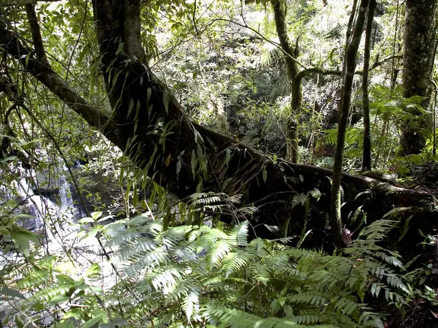 AI-Powered Bonsai Hydration: Enhancing Watering Efficiency through Intelligent Systems