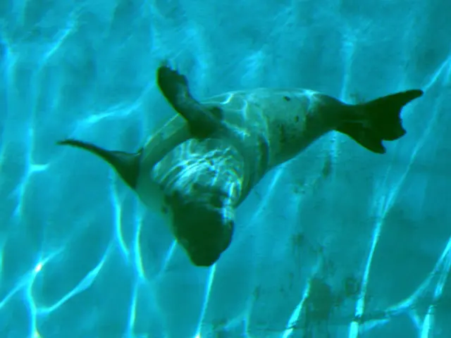 Discussion: Evolutionary Sealing Techniques in an Evolving Global Environment (Podcast)