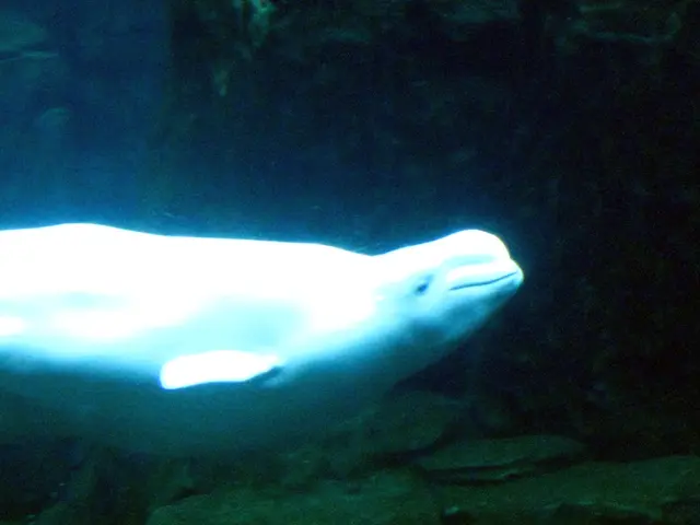 Initial Impressions and Evaluation of Canon EOS R3 Camera