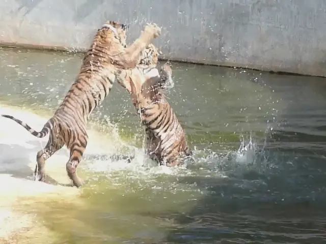 Wild Rays Exhibit Aggression towards Sharks, Delivering Electrical Jolts as a Deterrent