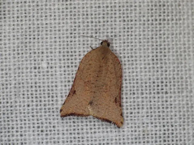 Drones orchestrating the blackout of the internet, explained by cybersecurity professionals