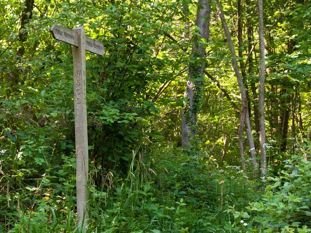 Pyrofox Jackpot: Capturing Victories Left and Right