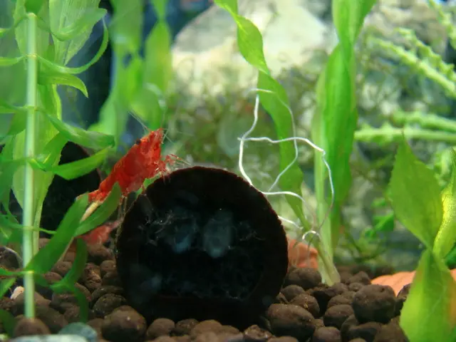 Engineers from Massachusetts Institute of Technology Develop Radiant Flora Via Nanotechnology