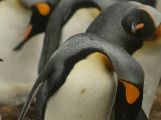 Unverified Report: Market Value of Pudgy Penguins Exceeds Estimates According to Unofficial Sources