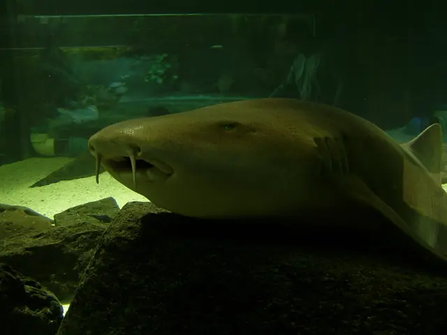 Modern Tech Devices: Advantages and Disadvantages of Chemical and Mechanical Filtration Systems