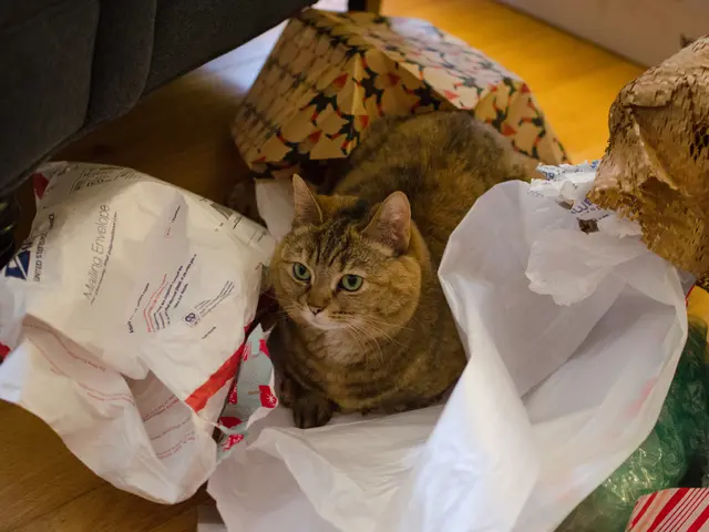 Uncessarily maintaining Polyfill in your WordPress setup? Learn about the potential impact of its...