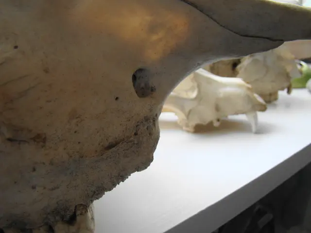 Helical Focus Systems: Unveiling My Insights