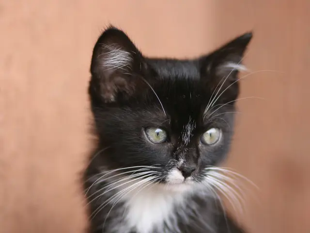 Electric luxury limousine, the Genesis G80, ensures punctuality for religious service; RAY MASSEY...