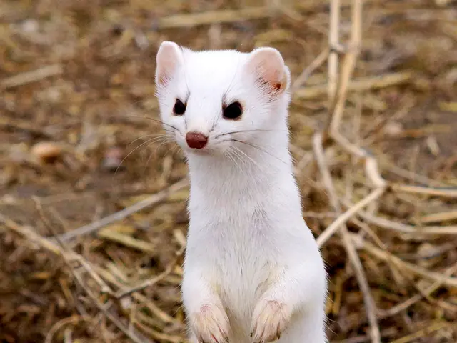 Rare footage emerges of miniature predator, elusive for years, caught on camera-triggering...