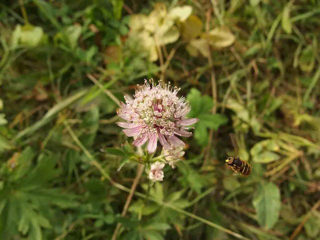 Microscopic insects with segmented bodies and multiple legs, often found in soil and decaying...