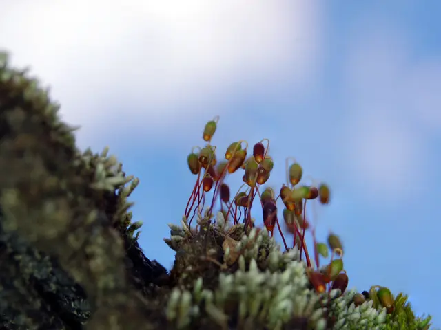 Top List of 154 Telescope Objective Lenses for Astrophotography