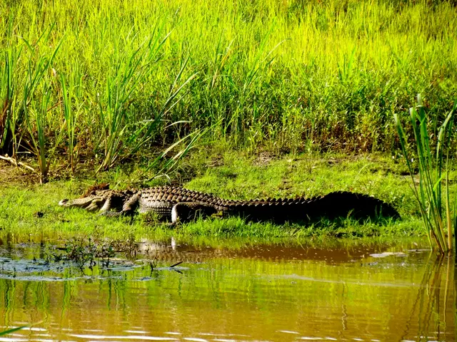 Giant crocodile was larger than many dinosaurs of history