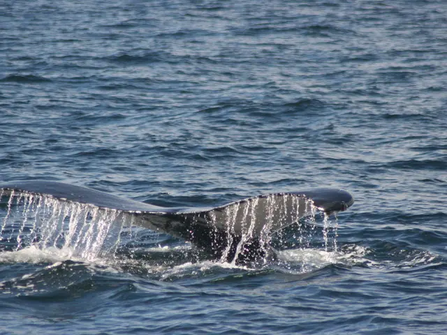 XRP Analysis: Investigating the Impact of a $58M Whale's Action on Potential Price Surge to $3.30