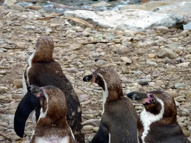 Installing Apache Tomcat 11.0.7 alongside Nginx and SSL on Rocky Linux 9: A Step-by-Step Guide