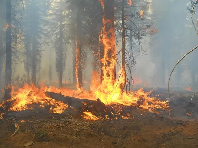 Protecting forest combustibility amidst a warmer climate
