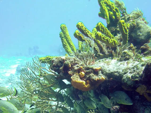 Latest Developments in Underwater Photography and Videography Equipment This Year