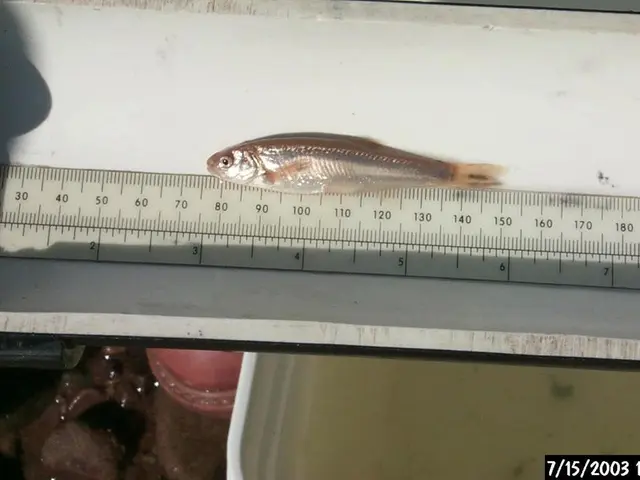 Creating a Timeline in PowerPoint (Year 2025) Instructions