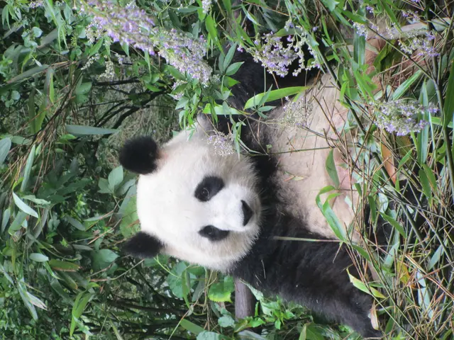 Utilizing Pandas to Align Your Data According to Your Desired Layout