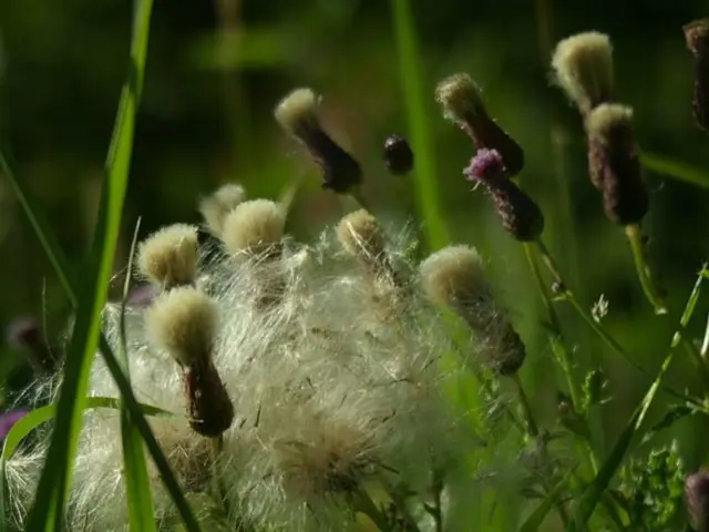 AI Learned to Identify and Recognize Borst Patterns