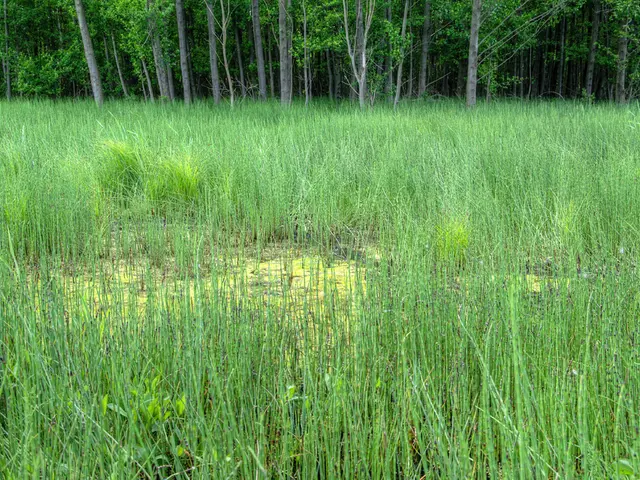 AI and blockchain technologies merge in the Dimitra Protocol, set to revolutionize agriculture on a...