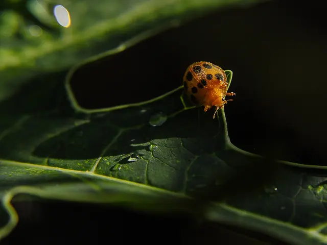 "In the year 2025, Final Fantasy 14 takes home my personal accolade for the Most Precisely Resolved...