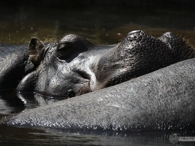 Vitalik Buterin Acquires a Pygmy Hippo as a Pet