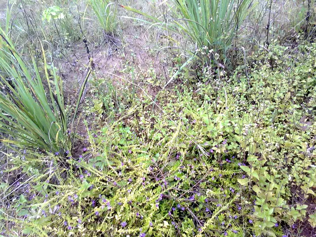 Researchers Discover Rapid Technique for Alien Detection. Potential Habitable Exoplanet Candidates...