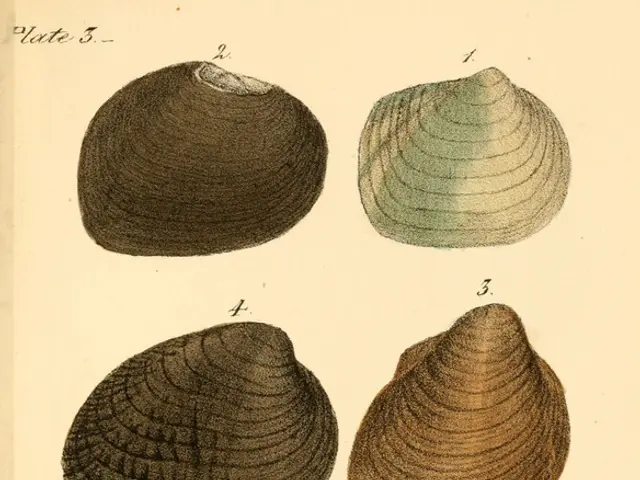 In this image we can see a poster with shells and text.