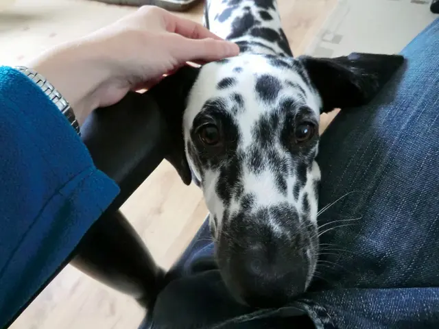 There is a person placing a hand on the dog. Which is on the floor.