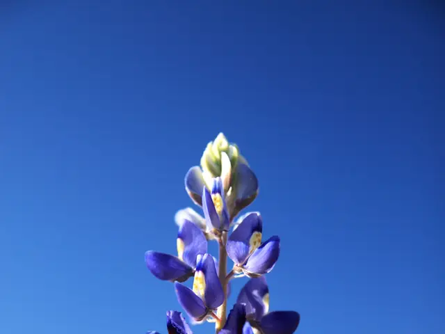 In this image there is a bluebonnet, in the background it is blurred.