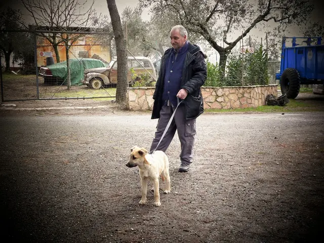 A person is holding dog belt tied to a dog. In the background there are trees,a building,plants and...