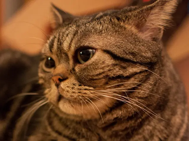In this image there is a cat.